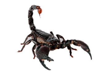 Escorpión PNG