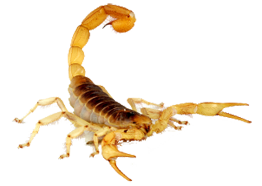 Image result for scorpion png