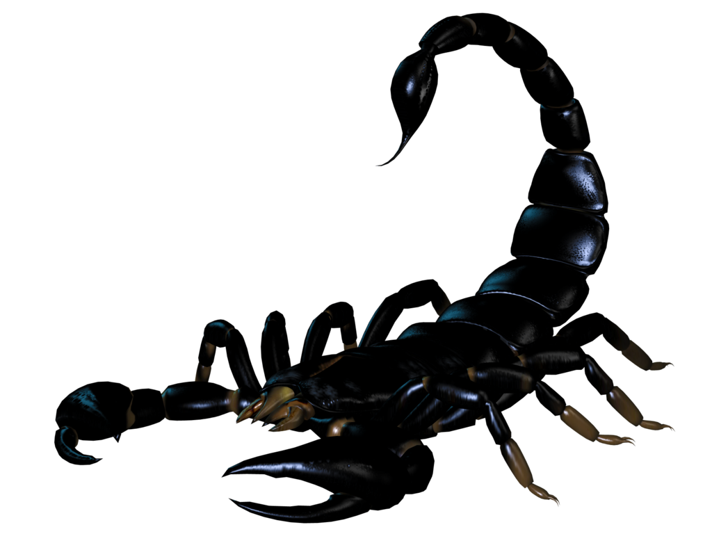 scorpion PNG12136