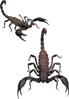 Scorpion PNG
