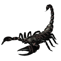 Скорпион PNG