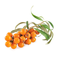 Hippophae PNG