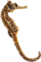 Seahorse PNG