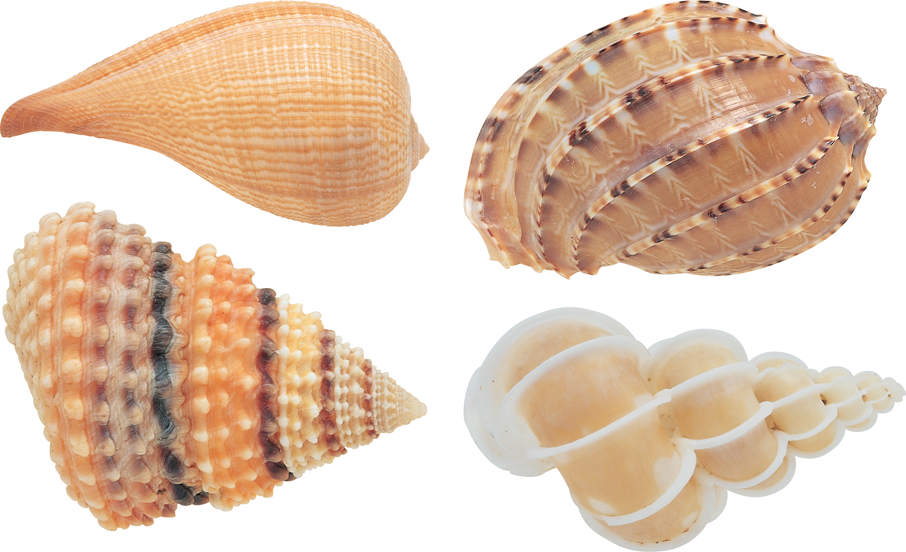 Cowrie Shells PNG Transparent Images Free Download, Vector Files