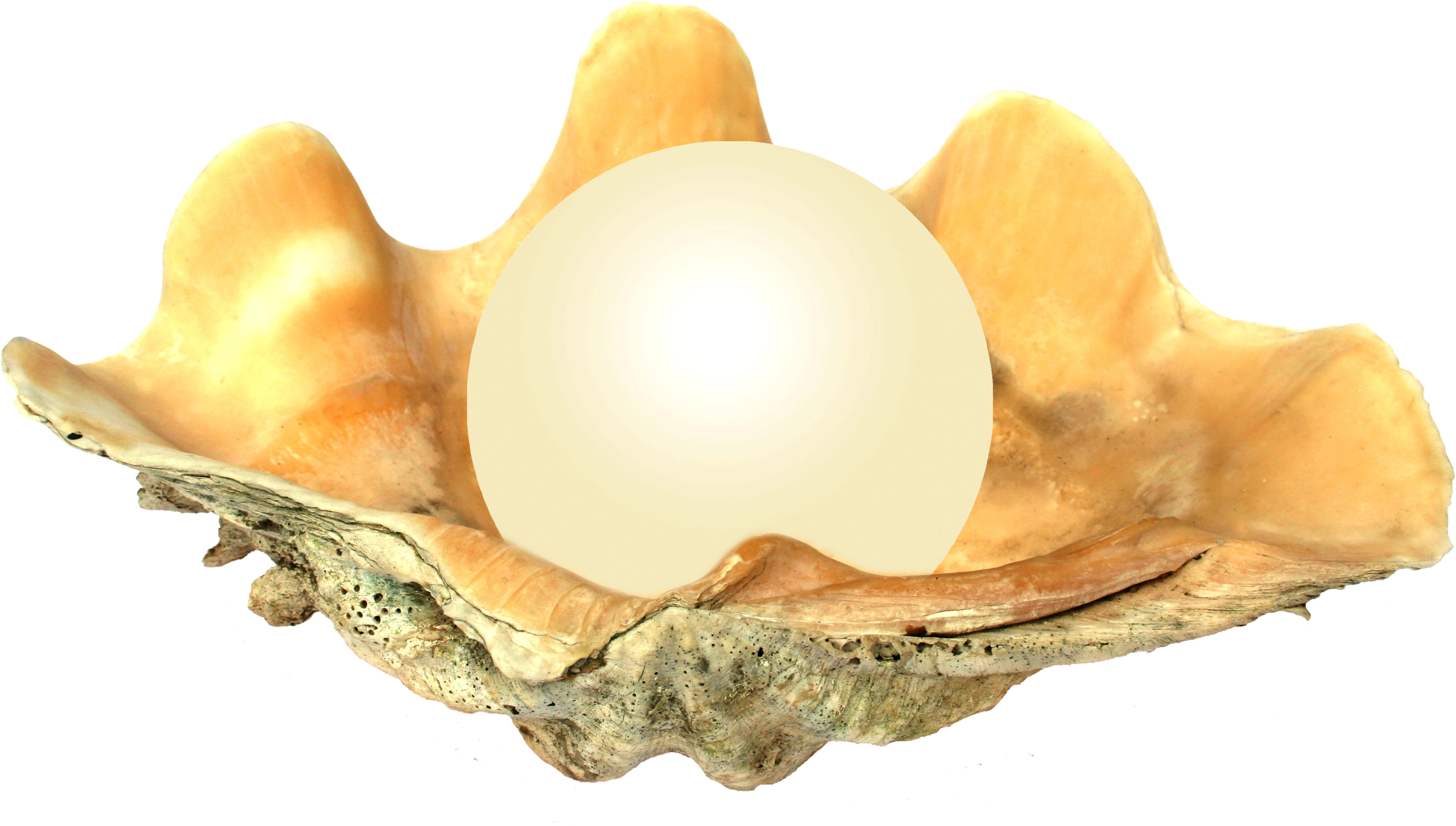 Seashell PNG