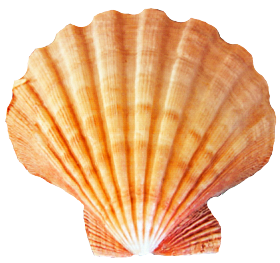 Transparent Seashell Png Clipart Seashell Clipart Sea - vrogue.co