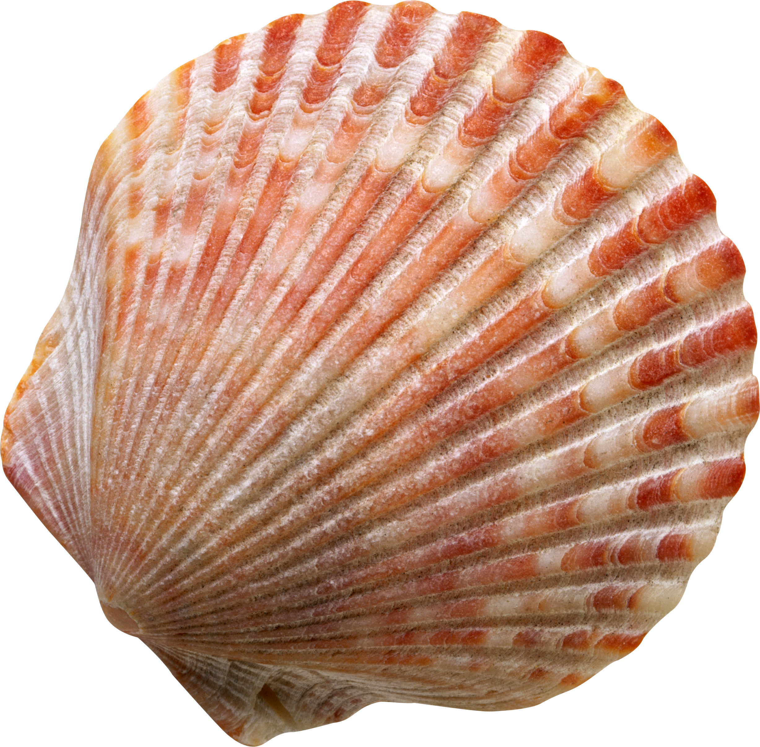 Прозрачный моллюск. Раковина Conch Shell. Морской гребешок Ракушка. Scallop Shell раковина. Морской гребешок Шелл.