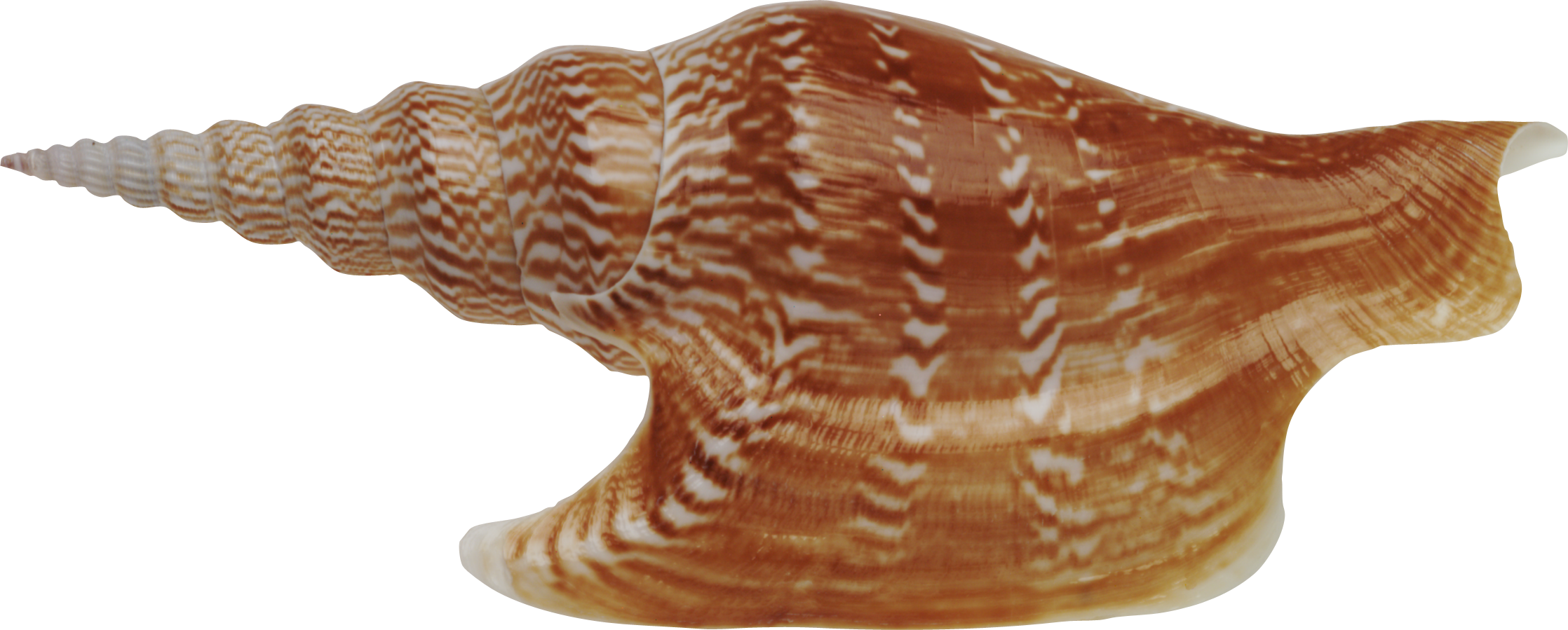 Морская раковина PNG