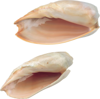Seashell PNG