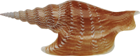 Морская раковина PNG