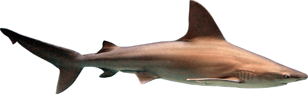 Sharks PNG image free Download