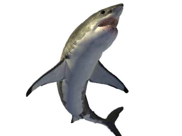 Sharks PNG image free Download