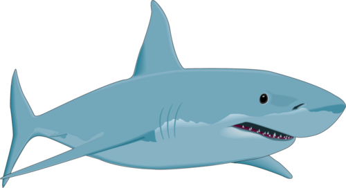 Shark PNG transparent image download, size: 1440x988px