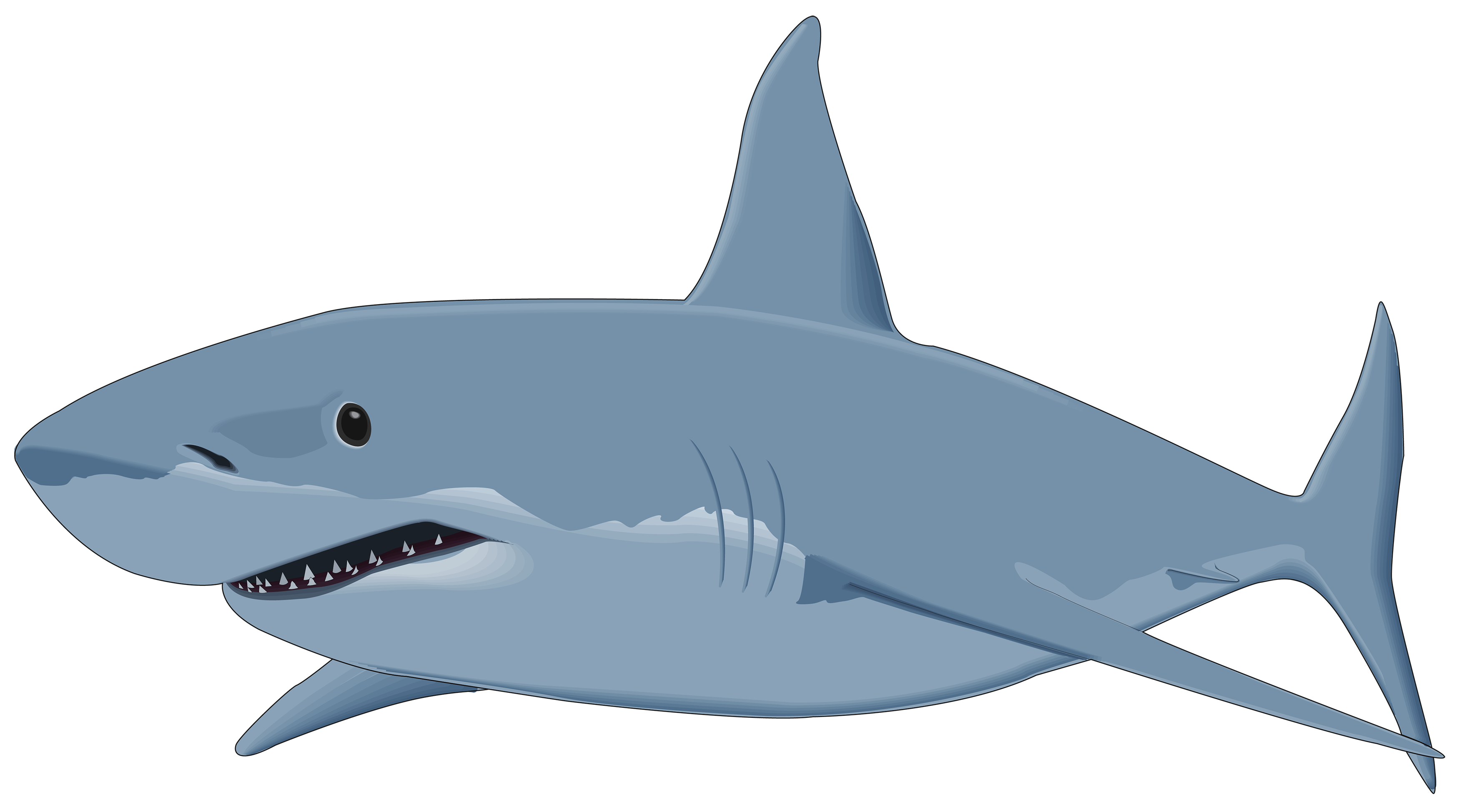 Shark PNG image