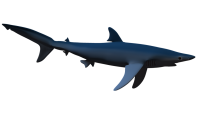 Tiburón PNG