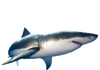 Акула PNG