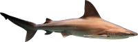 Tiburón PNG