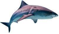 Акула PNG