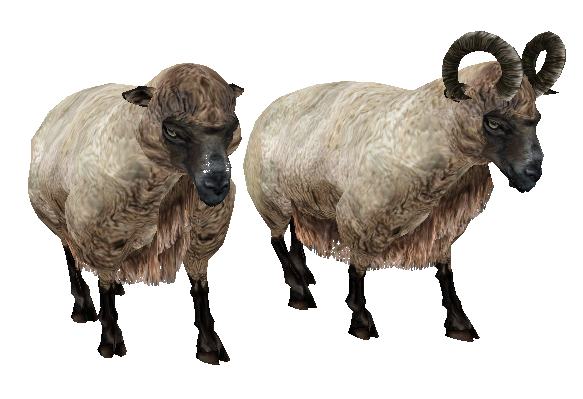 sheep PNG image