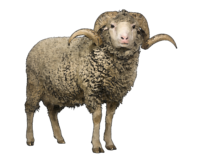 Sheep Png Image 