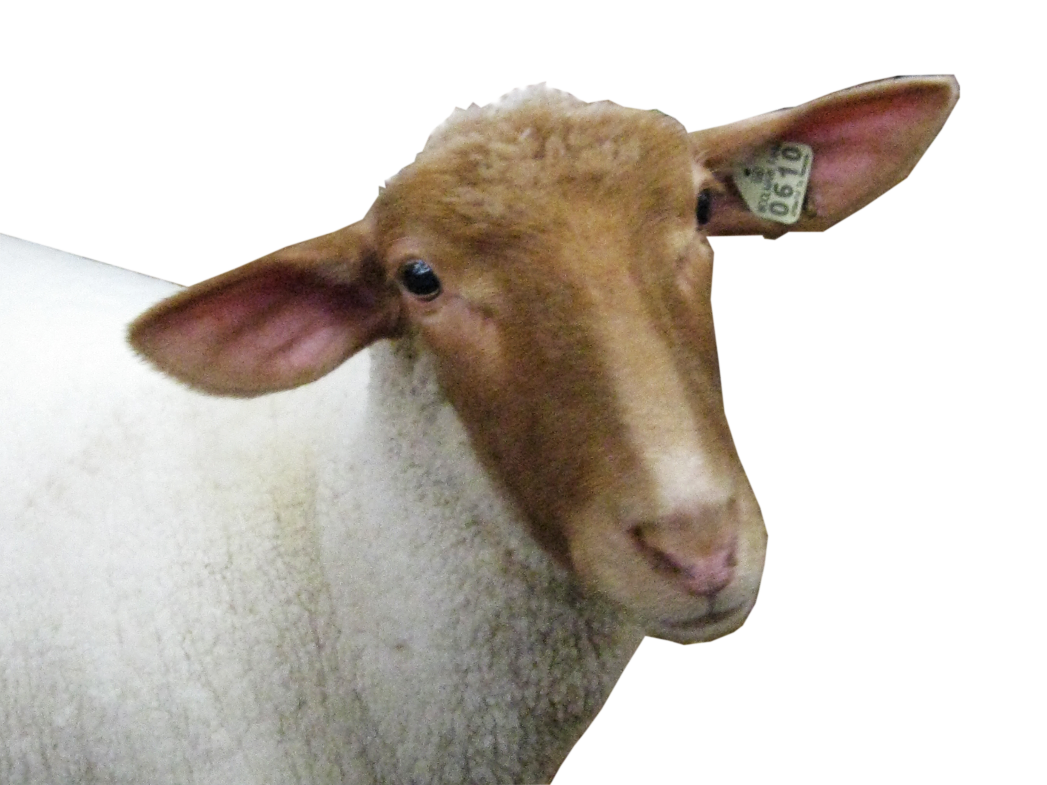 sheep head PNG image