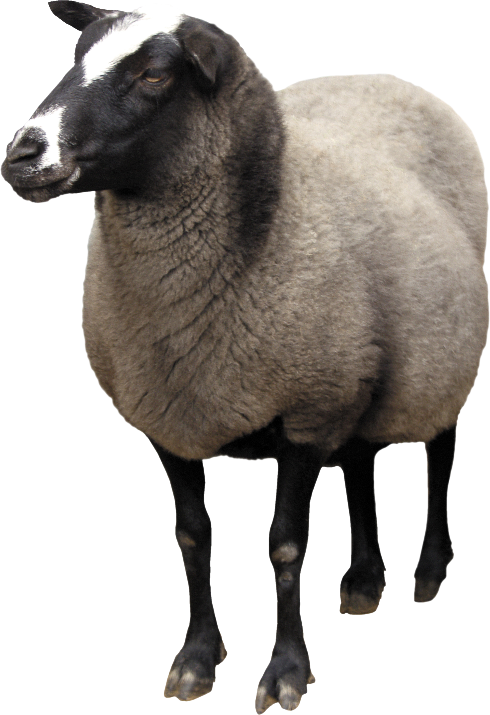 Sheep Png Image Free Download 