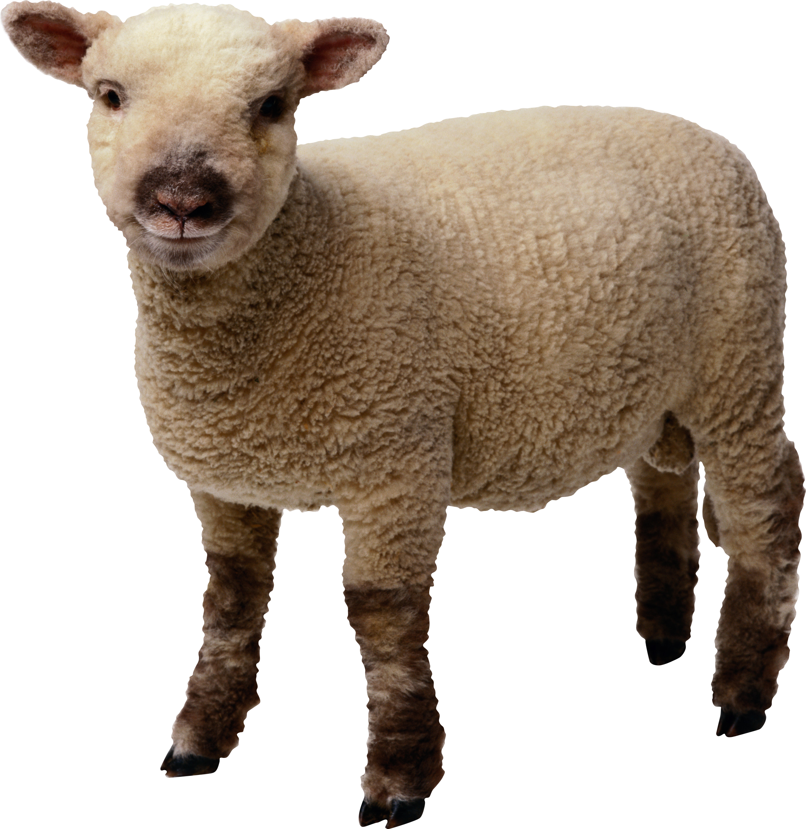 little sheep PNG image