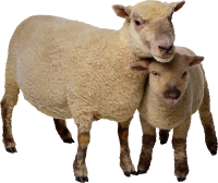 овцы PNG фото