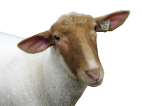 овца голова PNG фото