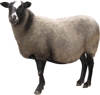 овца PNG фото