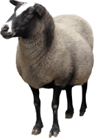 овца PNG фото