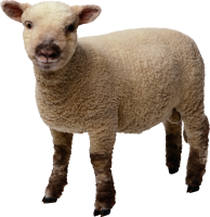 little sheep PNG image