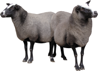 two sheeps PNG image