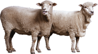 sheeps PNG image