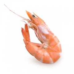 Shrimps PNG