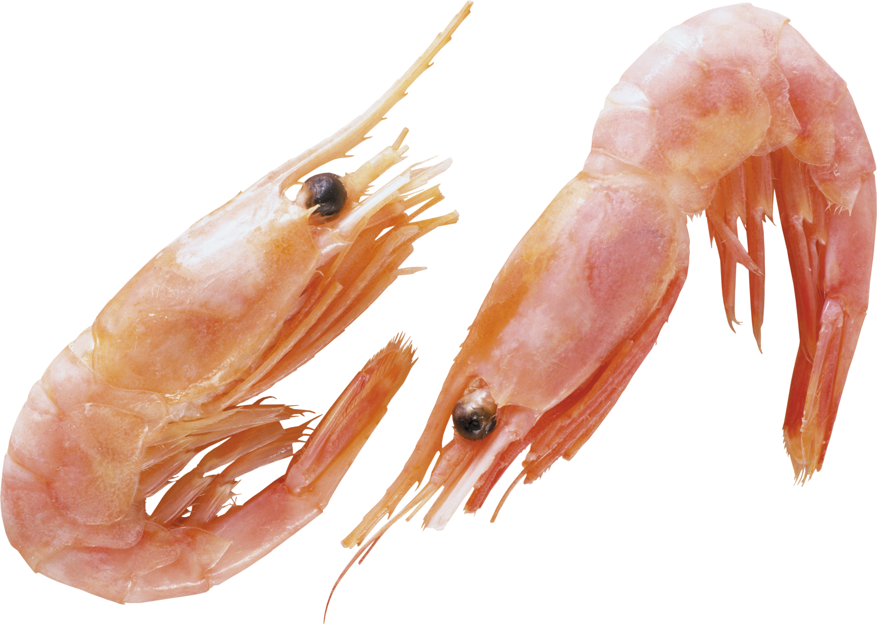 Shrimps PNG image free Download