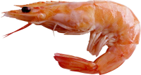 Shrimp PNG