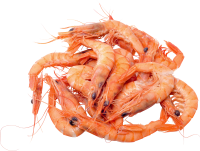 Shrimps PNG image
