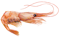 Shrimp PNG image