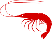 Shrimp PNG image