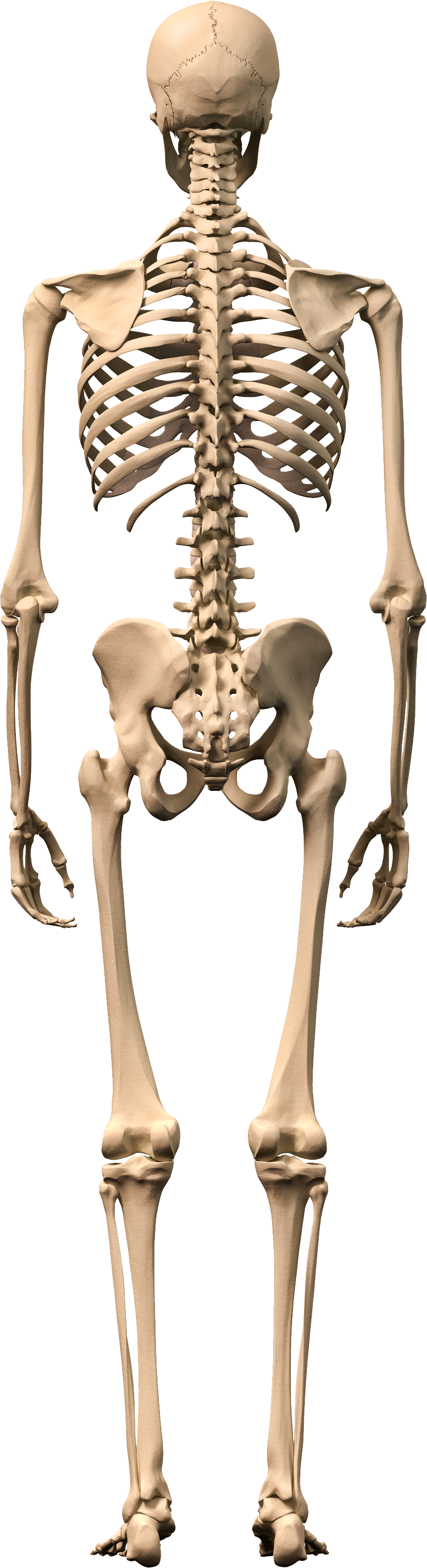 Мужской скелет. Скелет анатомия. Скелет человека со спины. Поясница скелет. Скелет человека спина