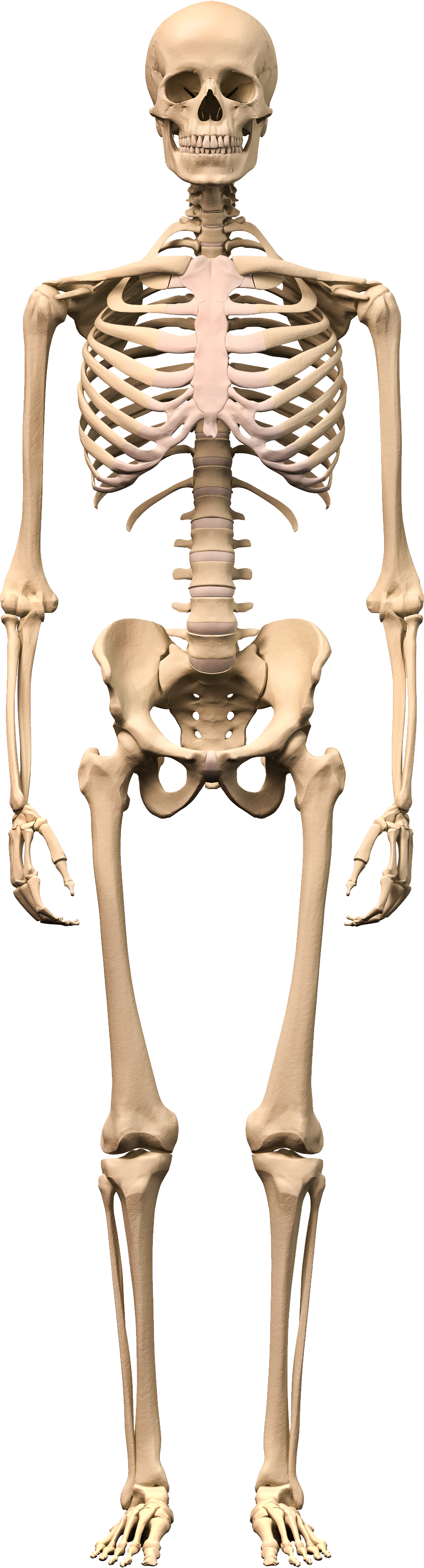 Skeletal Muscle Anatomy Human Skeleton Human Body Png Abdomen | Images ...