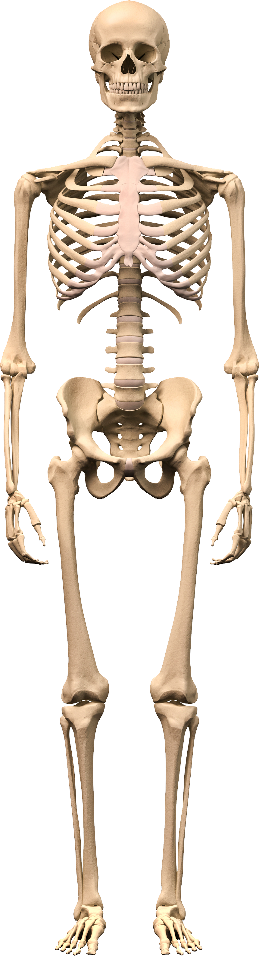 Skeleton PNG