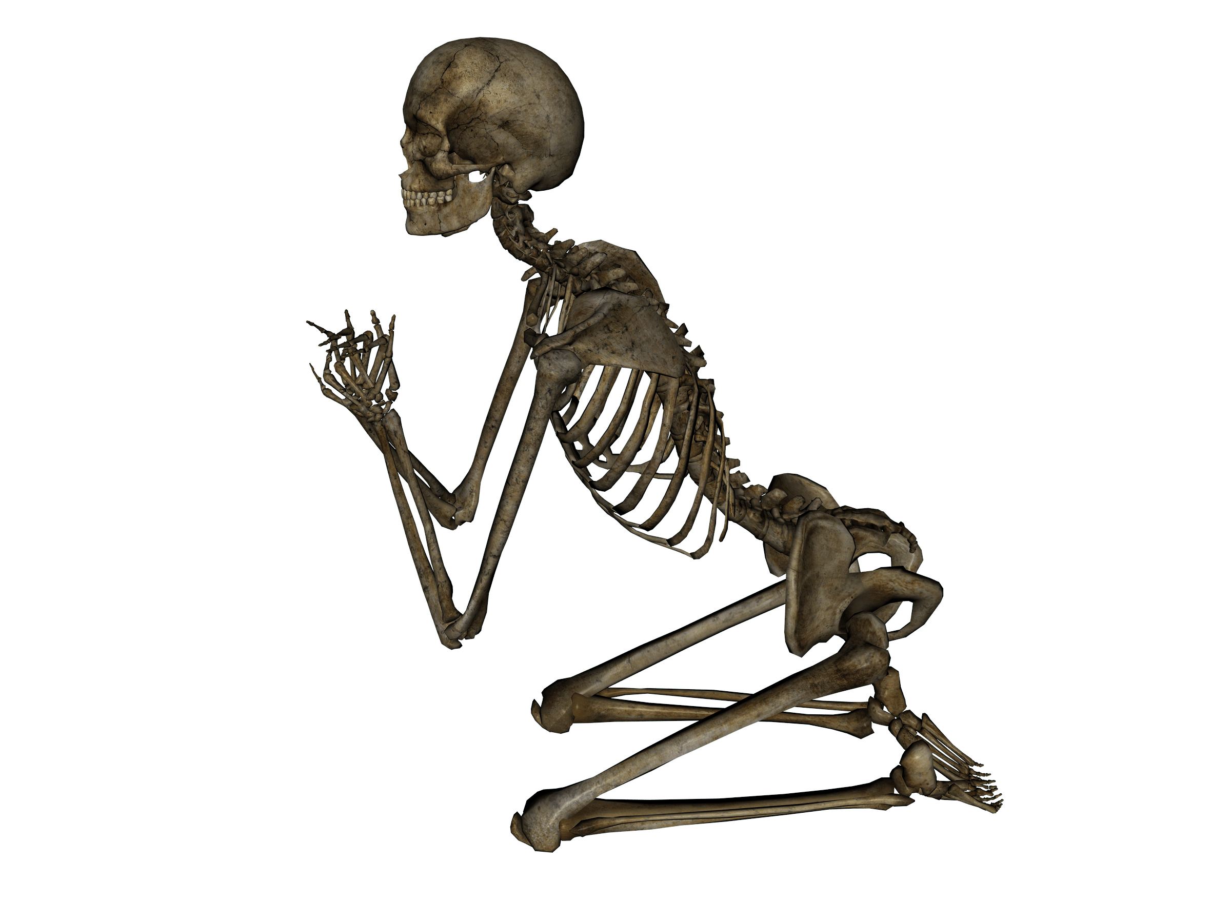 Скелет. Человеческий скелет. Скелет на белом фоне. Скиллет.