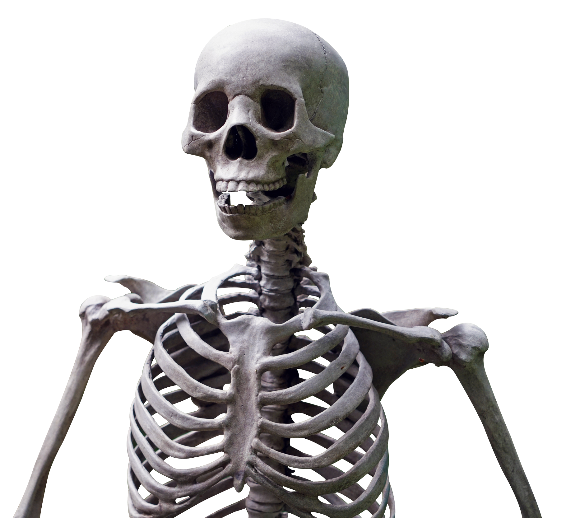 Skeleton PNG transparent image download, size: 1820x1665px