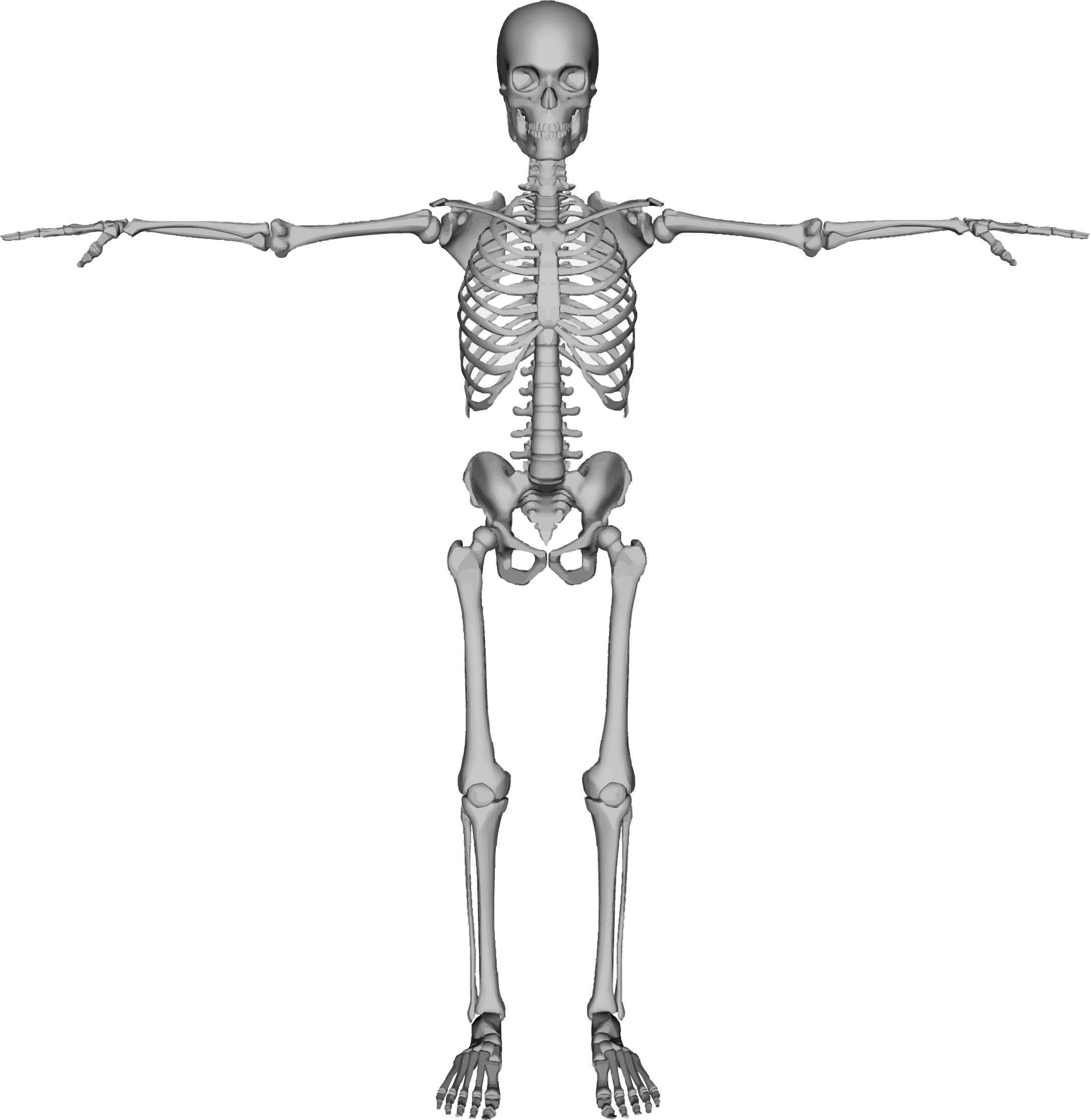 Прямо на скелет. Скелет. Человеческий скелет. Кости человека. Скелет на белом фоне.