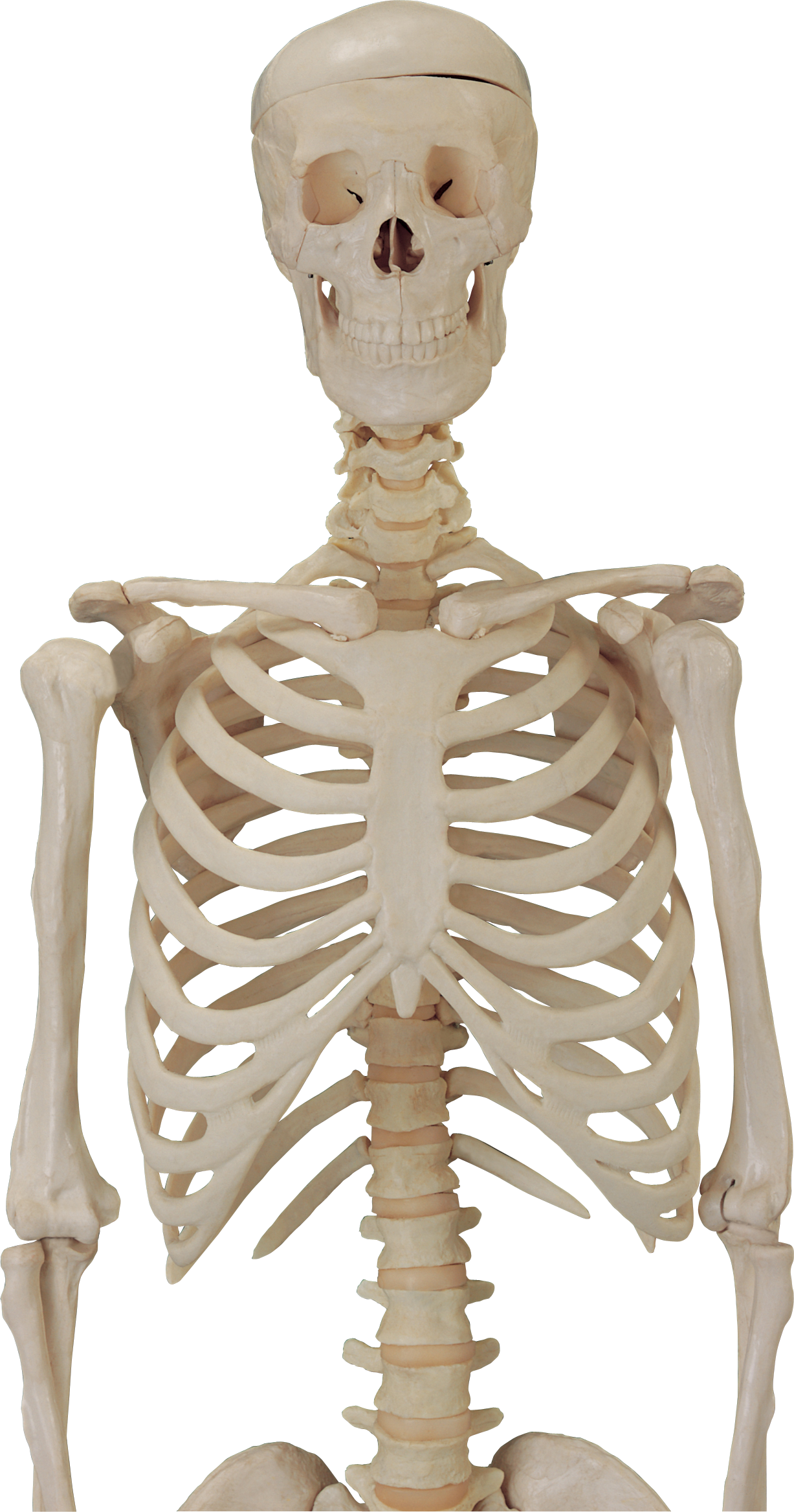 Assembling A Skeleton Guide