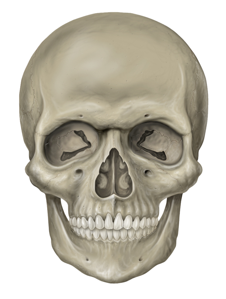 Skull PNG image