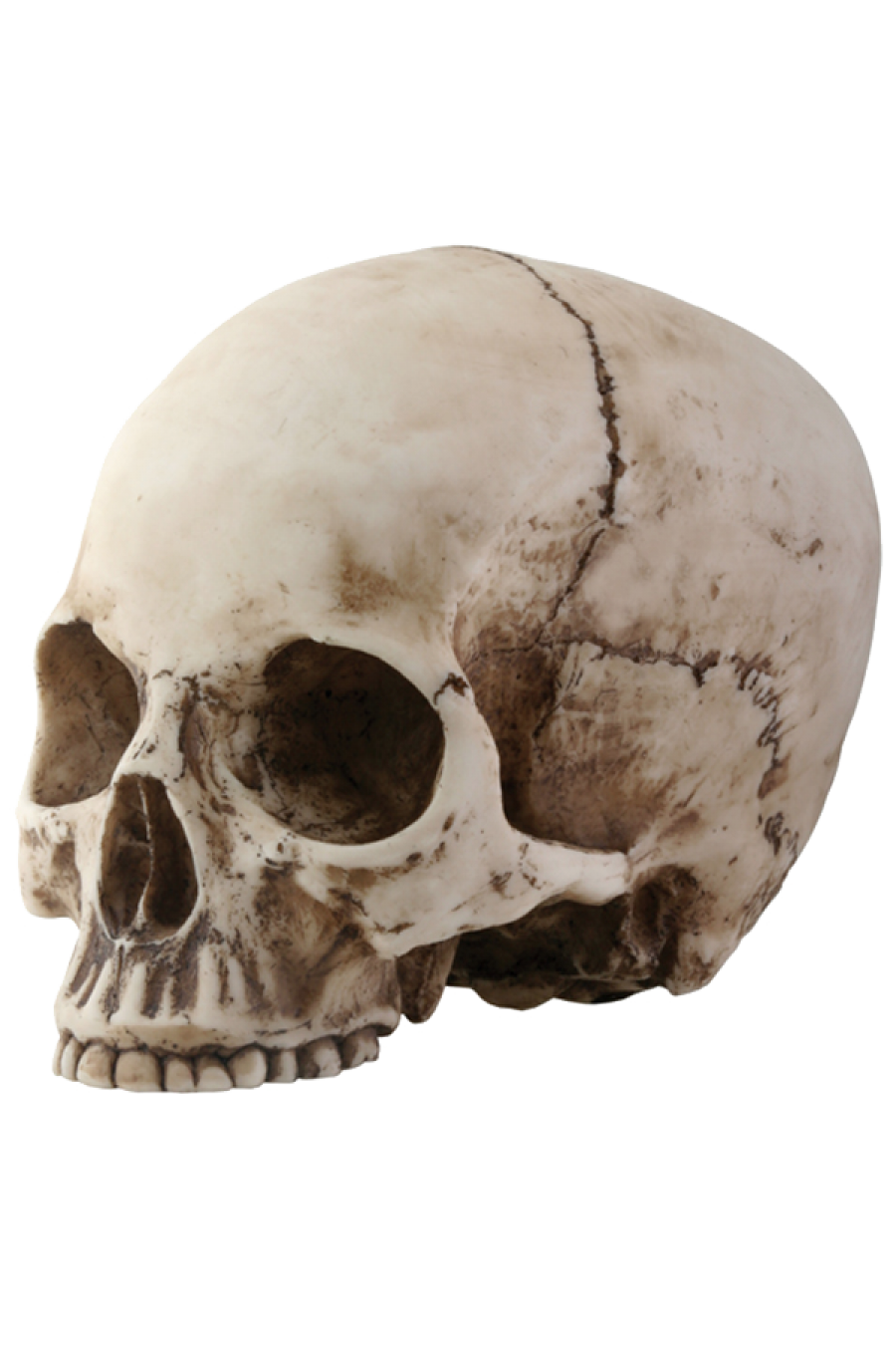 Skull PNG image