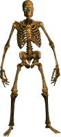 Skeleton PNG image